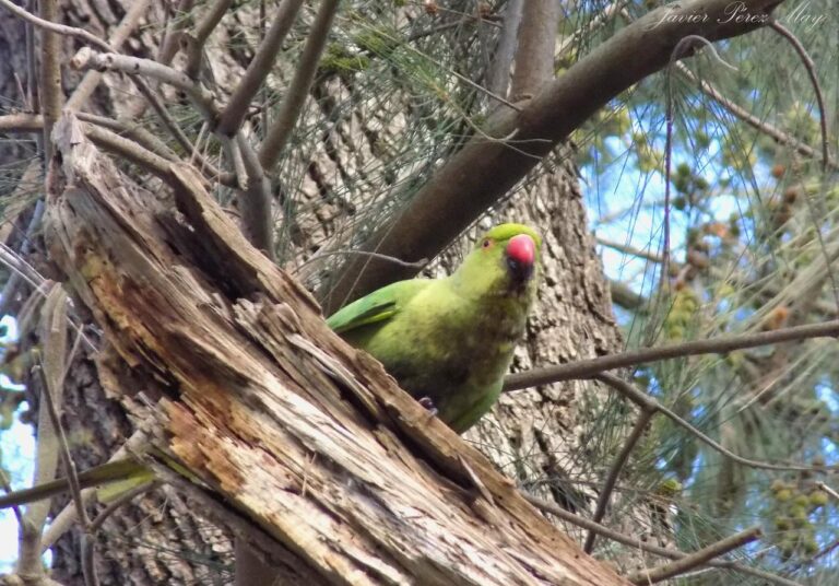 A vibrant green parrot with a bright red beak perches on a weathered branch amidst the intricate branches of a tree.