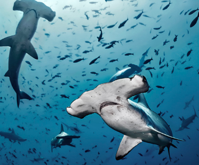 A group of hammerhead sharks swims in the ocean among many small fish.