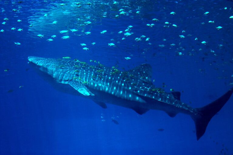 A whale shark swims in blue water surrounded by many small fish near the surface.