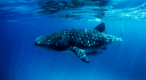 Djibouti Diving Or Red Sea Snorkeling Total Marine, Total Offshore Tour A whale shark swims in the blue ocean, its body covered in white spots, near the surface.