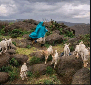 Somaliland Core Highlights Tour: Hargeisa, Dhagah Gure, Laas Geel, Berbera Beaches, and Sheikh Mountains A woman in a blue hijab is running on a rocky hillside surrounded by goats.