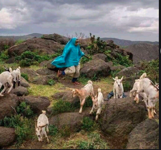 A woman in a blue hijab is running on a rocky hillside surrounded by goats.