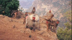 Best of All Djibouti Panoramic Tour A group of Gelada baboons are perched on a rocky outcrop with a mountain range in the background.