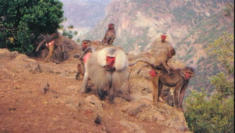 A group of Gelada baboons are perched on a rocky outcrop with a mountain range in the background.