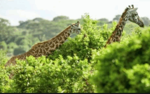 Somalia South Kismayo, Jubba, and Barjuni Islands and National Parks Tour Two giraffes are partially hidden behind lush green bushes, with their long necks and heads visible against a backdrop of trees and sky.