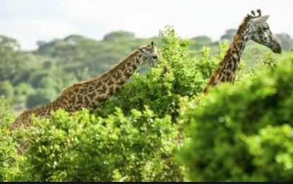 Two giraffes are partially hidden behind lush green bushes, with their long necks and heads visible against a backdrop of trees and sky.