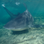 Somalia Sharkspotting Tour: Bull Sharks, Hammerheads, Dugong (Rare), Other