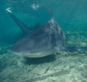 Somalia Sharkspotting Tour: Bull Sharks, Hammerheads, Dugong (Rare), Other A close-up underwater shot shows a large, grayish shark swimming near a rocky seabed with another shark partially visible in the background.