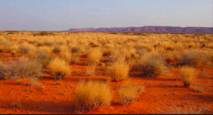 Visit Somalias Red Desert : Puntland from Garowe to Galkayo A dry, arid landscape with reddish soil, sparse vegetation consisting of grasses and shrubs, and distant hills under a hazy sky.
