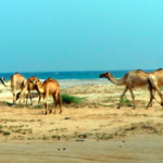 Somaliland Coast, Berbera, and Hargeisa City Tour (with optional boat BBQ)