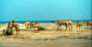 Somaliland Coast, Berbera, and Hargeisa City Tour (with optional boat BBQ) A herd of camels grazes on sparse vegetation near a beach under a clear blue sky.