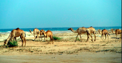 A herd of camels grazes on sparse vegetation near a beach under a clear blue sky.