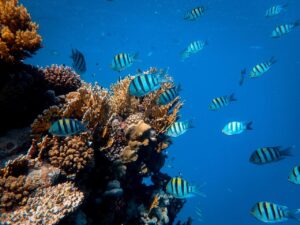 Maskali and Moucha Islands Swimming and Snorkeling Tour from Djibouti A vibrant underwater scene featuring a colorful coral reef teeming with numerous Sergeant Major fish swimming in the clear blue water.
