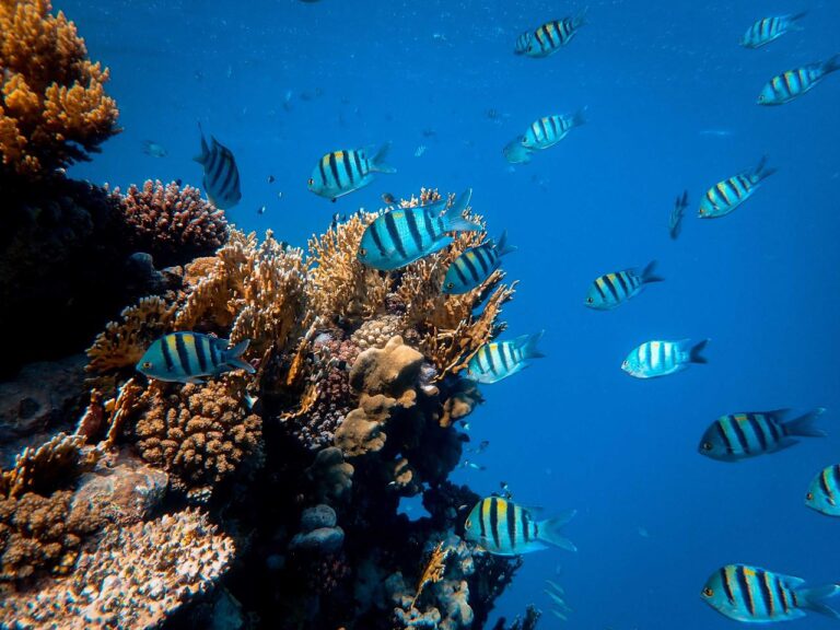 A vibrant underwater scene featuring a colorful coral reef teeming with numerous Sergeant Major fish swimming in the clear blue water.